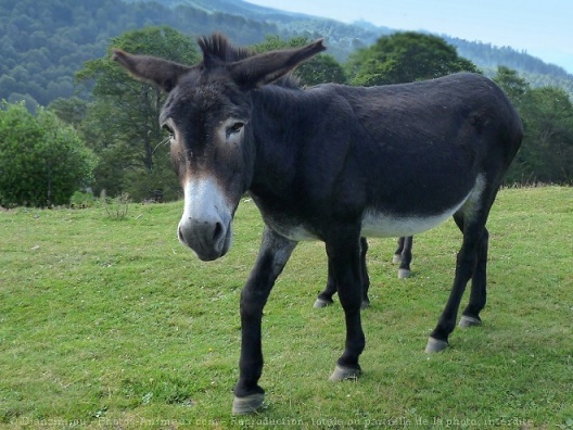 ANE DES PYRENEES 