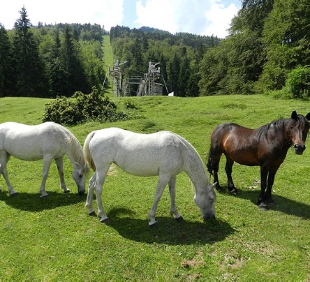 CHEVAUX  ( SITE DU LIENZ  )