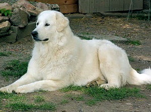 CHIEN DES PYRENEES 