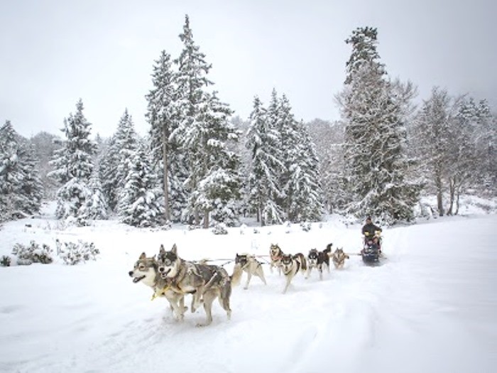 BALADE EN CHIENS DE TRAINEAU 