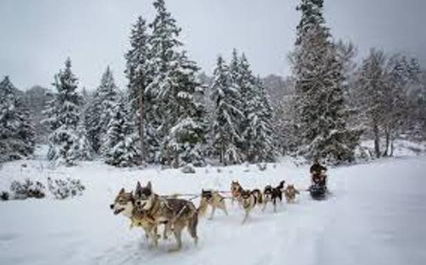 Chiens traineaux BAREGES / LE LIENZ 