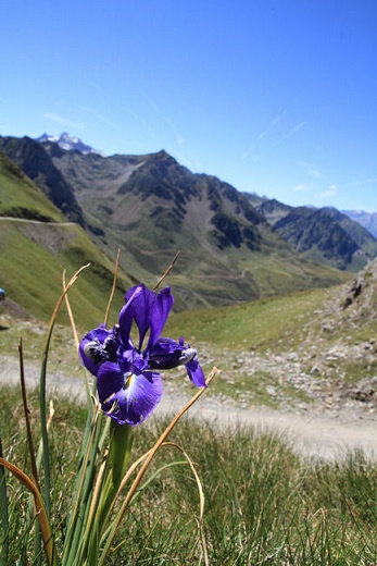 fleurs-des-pyrenees-IRIS 