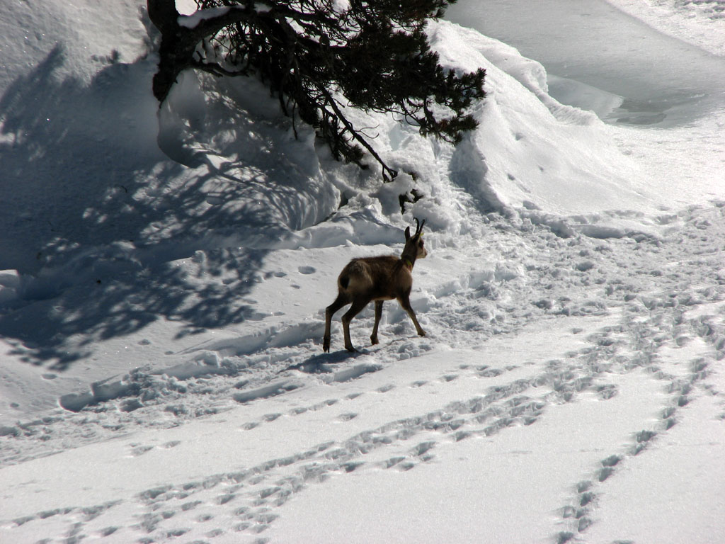 ISARD au LAC DE GAUBE  HIVER