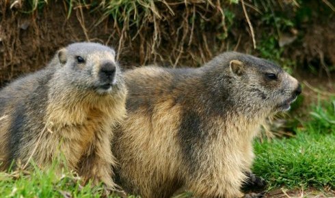 les-marmottes-