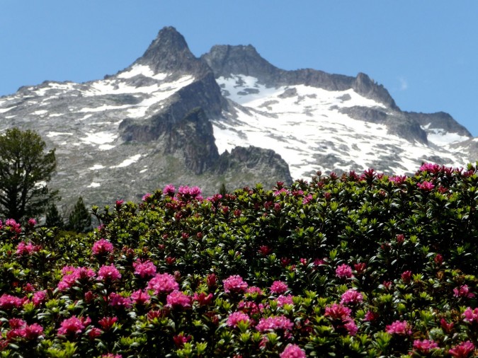 neouvielle et rhododendron